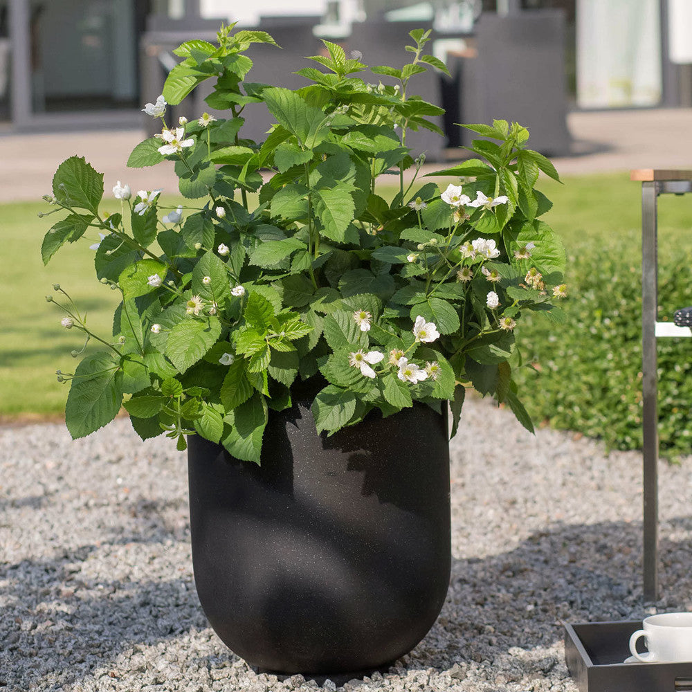 Baby Cakes® Blackberry (RUBUS BABY CAKES)