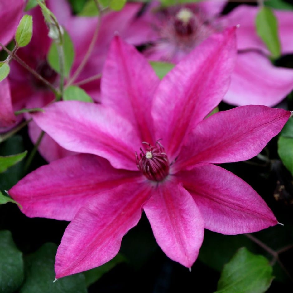 Darcy™ Clematis (CLEMATIS DARCY)