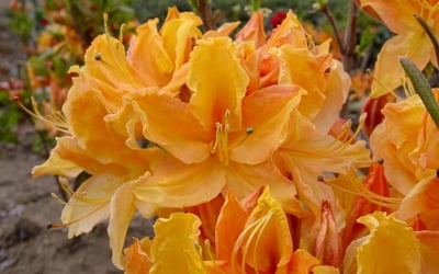 Golden Lights Azalea (AZALEA EX. GOLDEN LIGHTS)