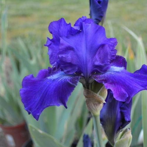 Dashing Reblooming German Iris (IRIS GERMANICA DASHING)