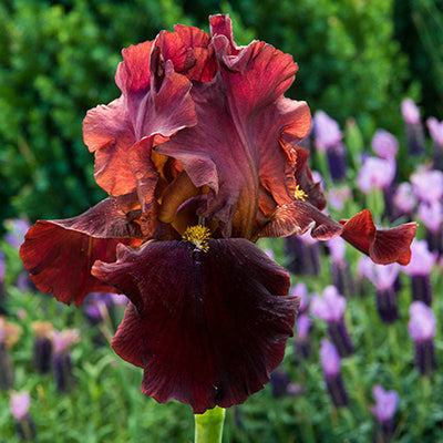 Bernices Legacy German Iris (IRIS GERMANICA BERNICES LEGACY)