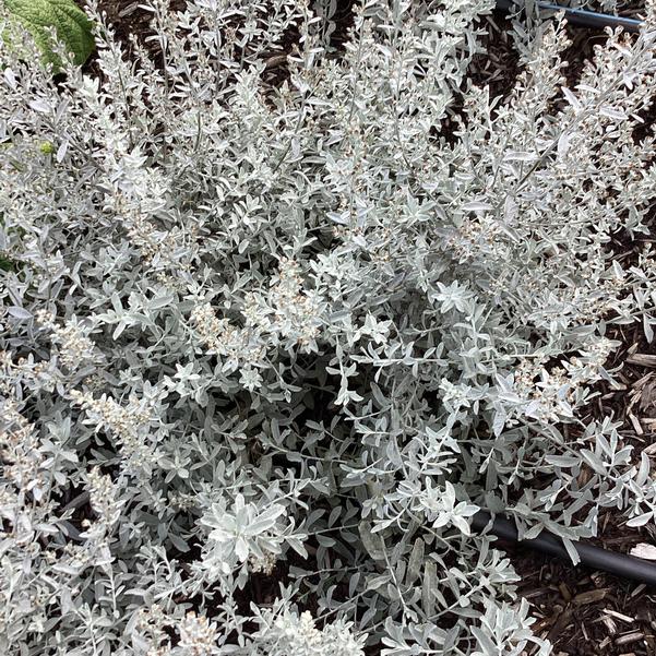 GardenGhost™ Artemesia (ARTEMISIA GARDEN GHOST)