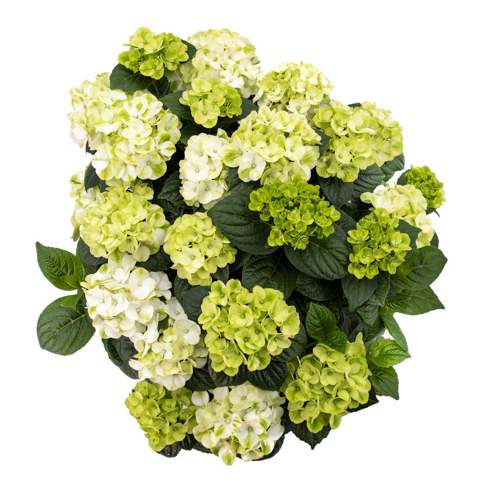 Grin and Tonic™ Reblooming Hydrangea (HYDRANGEA M. GRIN AND TONIC)