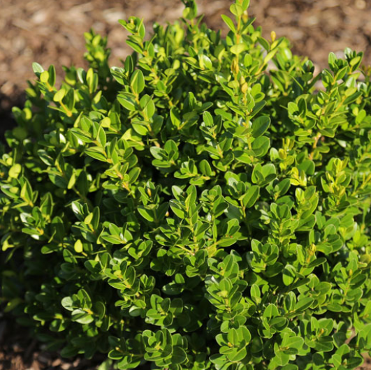 Little Missy Boxwood (BUXUS M. LITTLE MISSY)