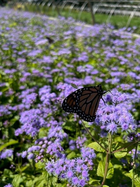 Blue Mistflower (EUPATORIUM COELESTINUM)