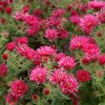 Alma Potchke Aster (ASTER ALMA POTSCHKE)