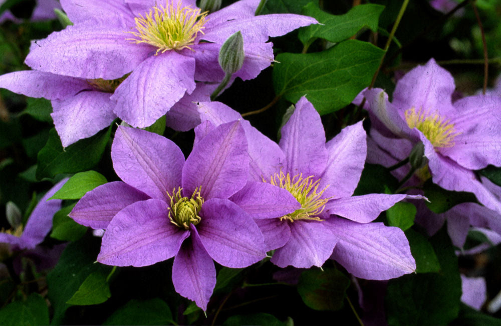 Cezanne™ Clematis (CLEMATIS CEZANNE)