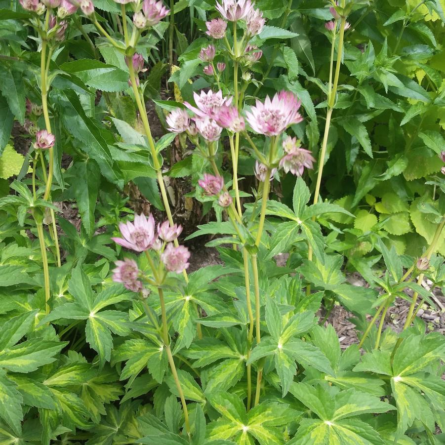 Masterpiece Masterwort (ASTRANTIA MASTERPIECE)
