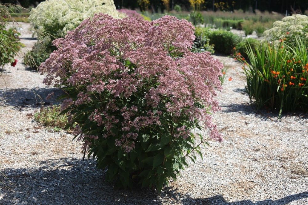 Rosie Josie™ Joe-Pye (EUPATORIUM X. ROSIE JOSIE)
