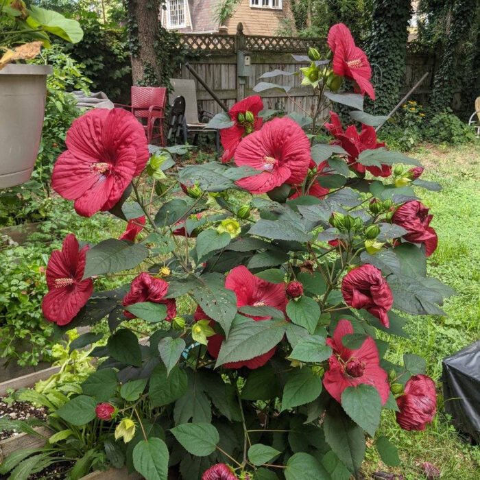 MoonShadow™ Morello Hardy Hibiscus (HIBISCUS MORELLO)