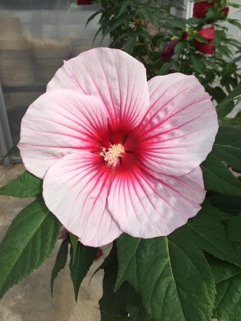Moonshadow™ Rosita Rose Mallow (HIBISCUS ROSITA)