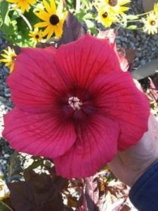 MoonShadow™ Carmine Rose Mallow (HIBISCUS CARMINE)
