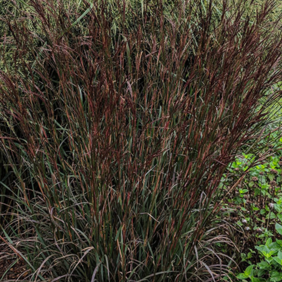 Blackhawk Big Bluestem Grass (GRASS - AND. BLACKHAWKS)