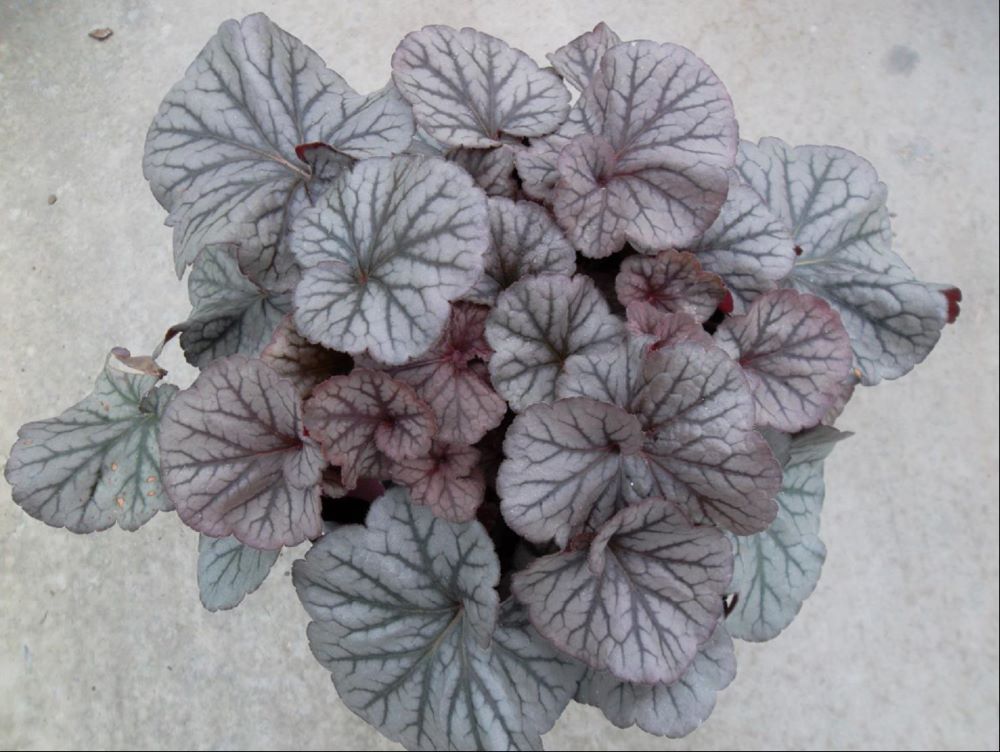 Northern Exposure™ Silver Coral Bells (HEUCHERA NORTHERN EXPOSURE SILVER)