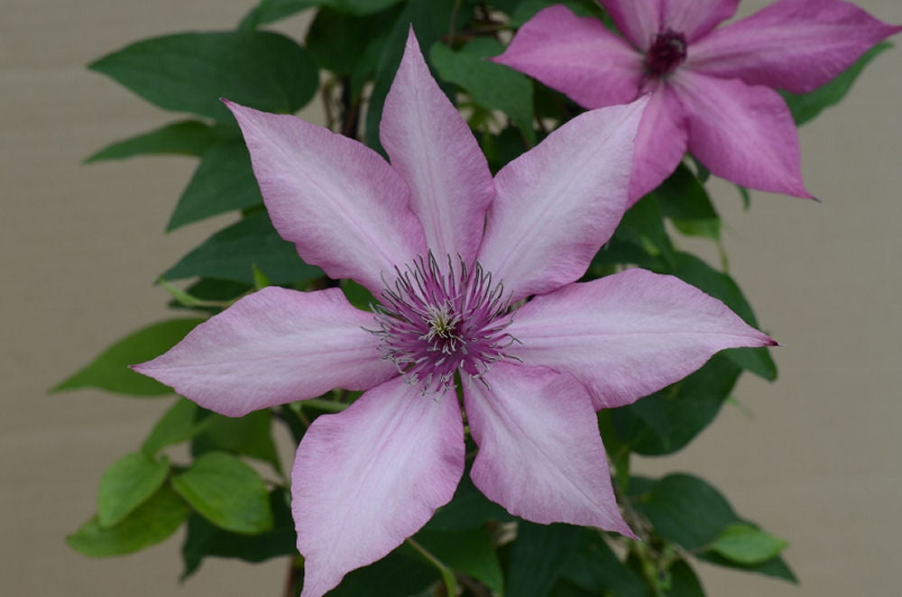 Giselle™ Clematis (CLEMATIS GISELLE)