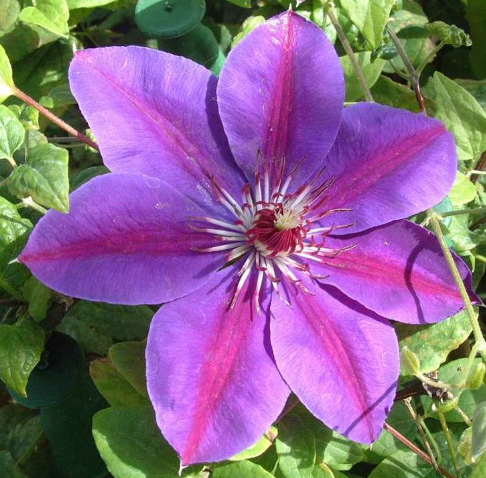 Picardy™ Clematis (CLEMATIS PICARDY)