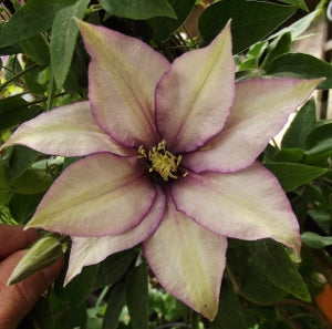 Samaritan Jo Clematis (CLEMATIS SAMARITAN JO)