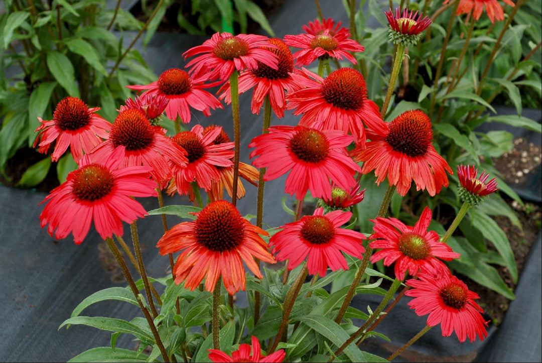 Kismet™ Red Coneflower (ECHINACEA KISMET RED)