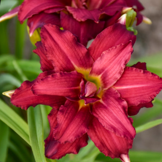 Double Pardon Me Daylily (HEMER DOUBLE PARDON ME)