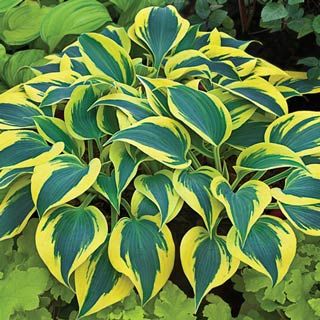 Shadowland® 'Autumn Frost' (HOSTA SHADOWLAND AUTUMN FROST)