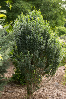 Straight Talk® Privet (LIGUSTRUM V. STRAIGHT TALK)