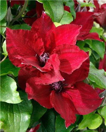 Nubi™ Clematis (CLEMATIS NUBIA)