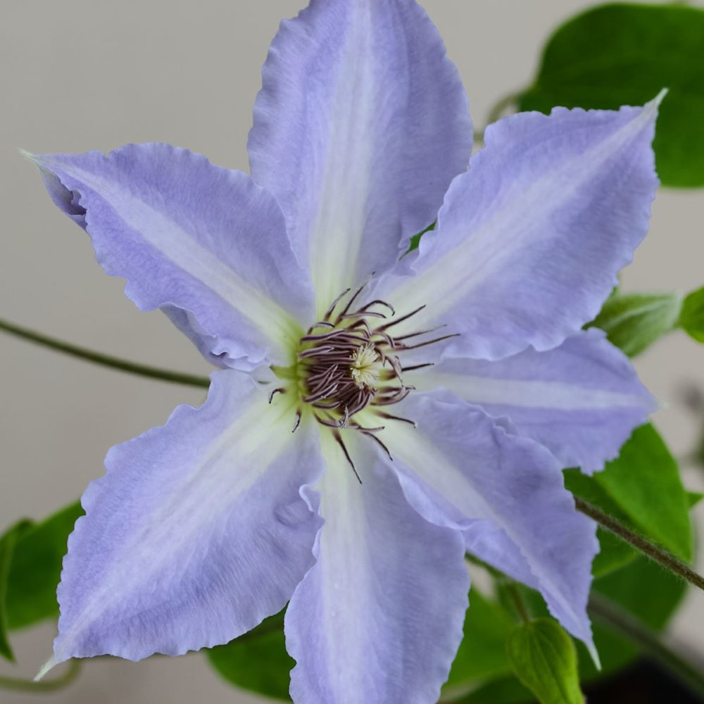 Tranquilite™ Clematis (Clematis “EVIPO103’)