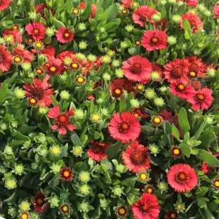 Spintop Red Blanket Flower (GAILLARDIA SPINTOP RED)