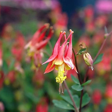 Little Lanterns Columbine (AQUILEGIA CAN. LITTLE LANTERNS)