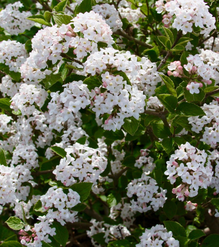 Sugar 'n Spice™ Korean Spice Bush (VIBURNUM CARLESII SELECT SUGAR N SPICE)