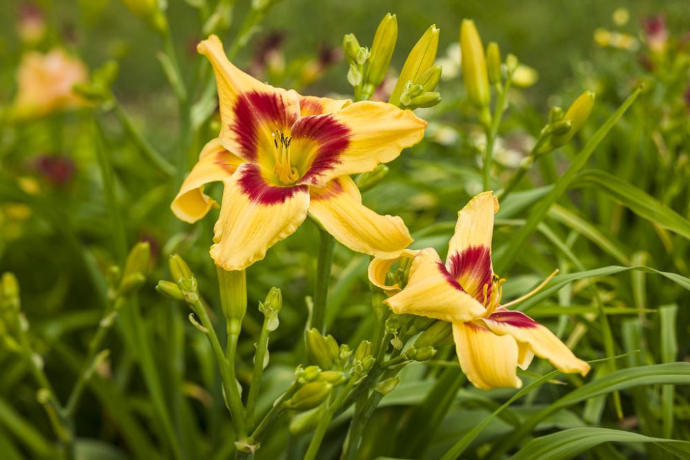 Rainbow Rhythm® 'Tiger Swirl' Daylily (HEM RAINBOW RHYTHM TIGER SWIRL)