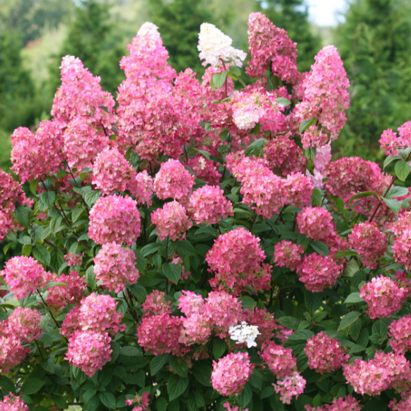 Fire Light® Panicle Hydrangea (HYDRANGEA P FIRE LIGHT)