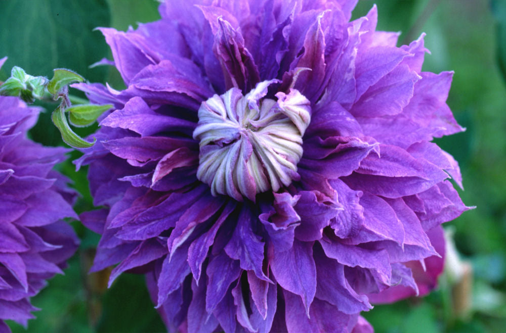 Diamantina™ Clematis (CLEMATIS DIAMANTINA)