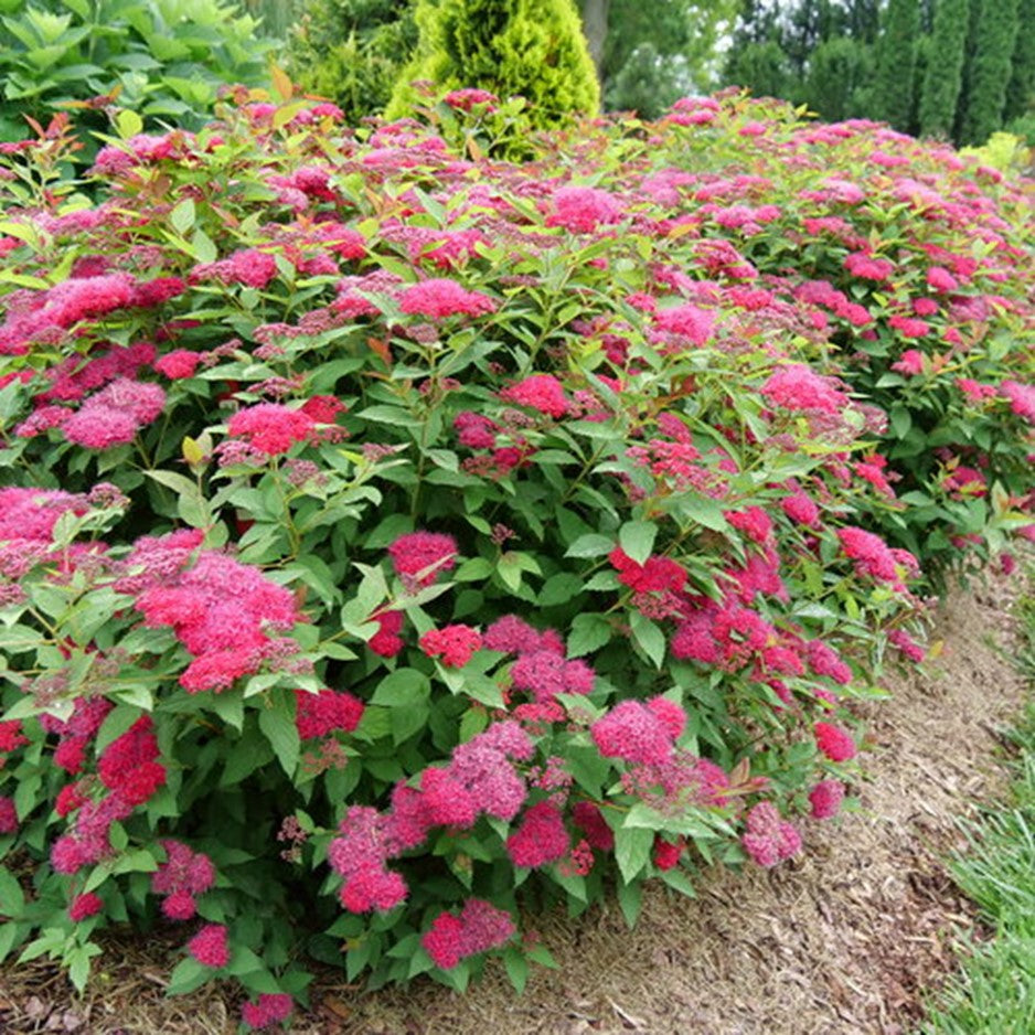 Double Play Doozie® Spirea (SPIRAEA JAP. DBL PLAY DOOZIE)
