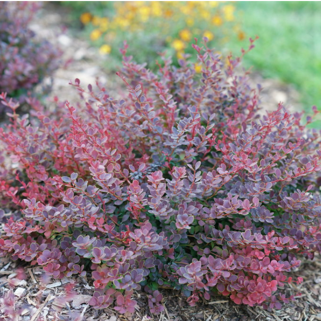 Sunjoy Mini Maroon® Barberry (BERBERIS THUN. SUNJOY MINI MAROON)