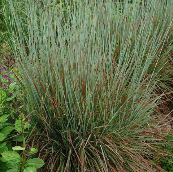 Standing Ovation Little Bluestem (GRASS - SCHIZACHYRIUM STAND. OVATION)