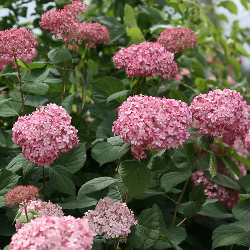 Invincibelle® Ruby Smooth hydrangea (HYDRANGEA A. INVINCBLE® RUBY)
