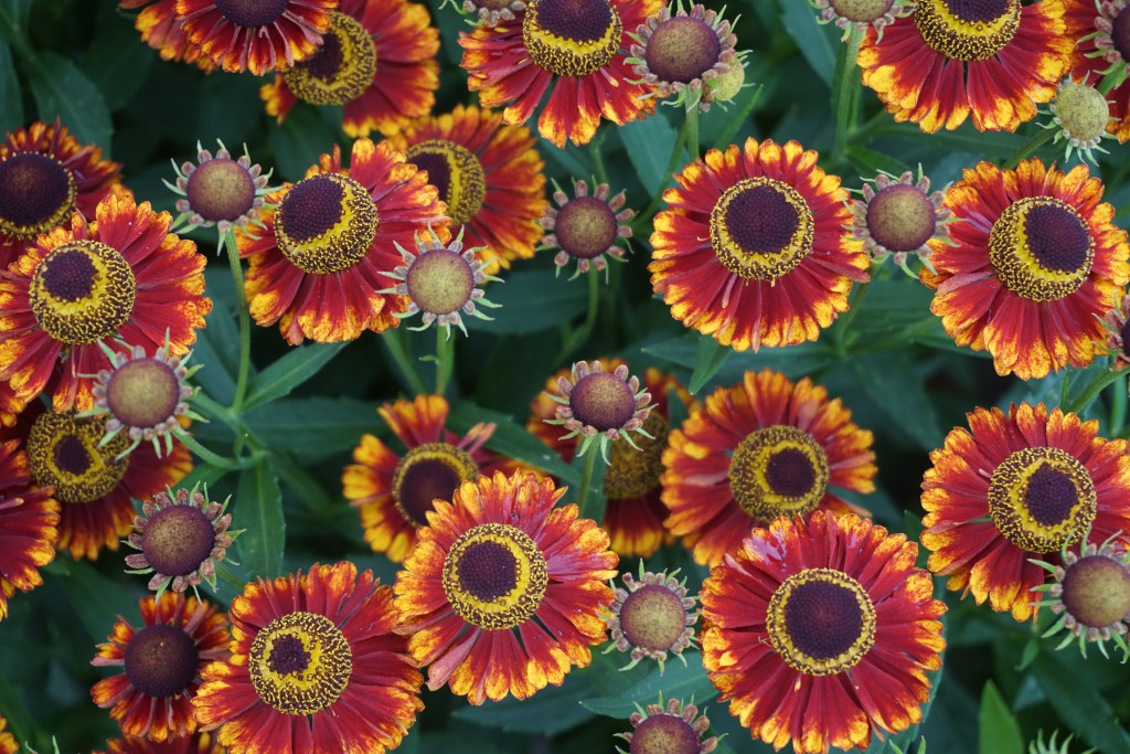 Bandera Sneeze Weed (HELENIUM MARIACHI BANDERA)