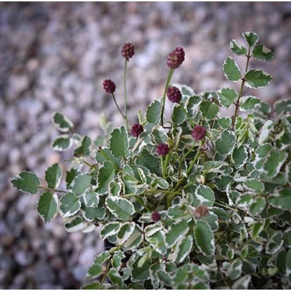 Little Angel Burnet (SANGUISORBA LITTLE ANGEL)