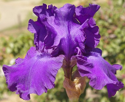 His Royal Highness German Iris (IRIS GERMANICA HIS ROYAL HIGHNESS)