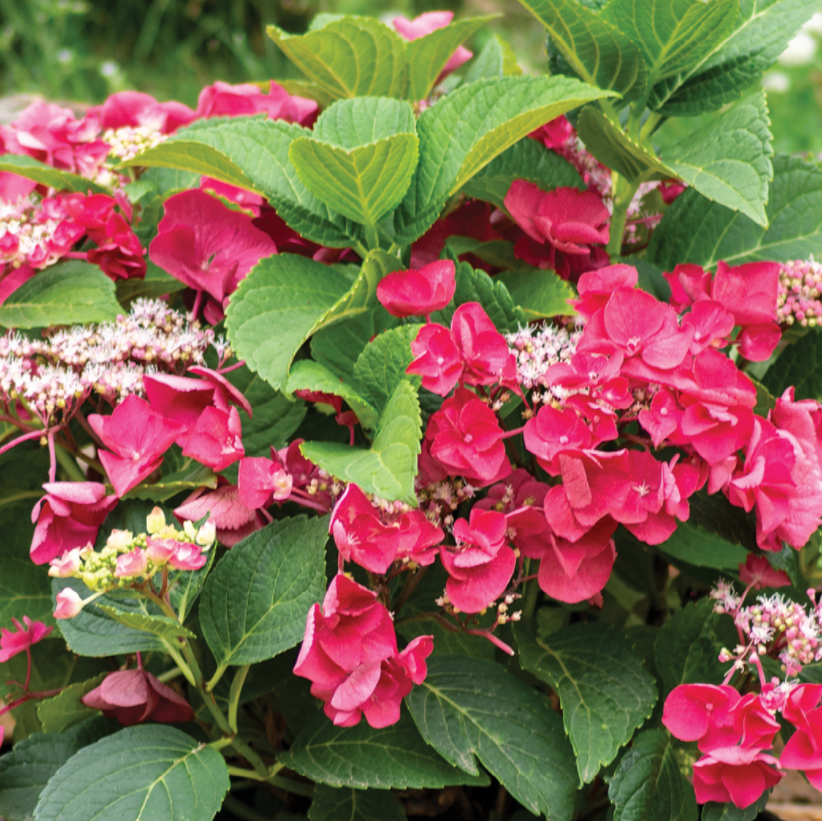Cherry Explosion™ Hydrangea (HYDRANGEA M. CHERRY EXPLOSION)