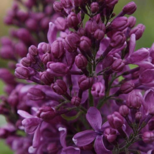 Purple Glory Lilac (SYRINGA X PURPLE GLORY)