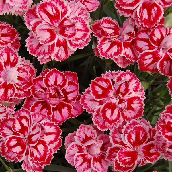 Star™ Starburst Pinks (DIANTHUS STARBURST)