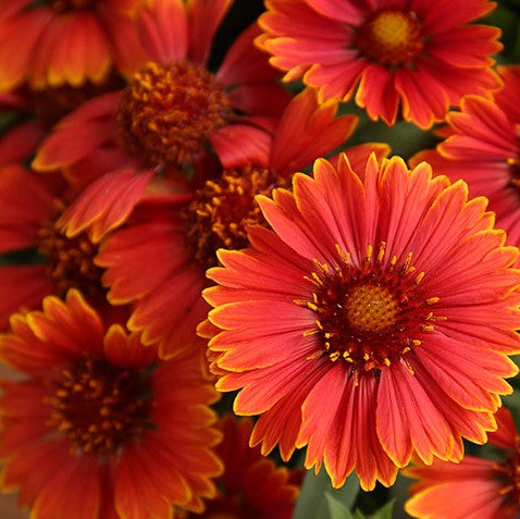 Spintop Yellow Touch Blanket Flower (GAILLARDIA SPINTOP YELLOW TOUCH)