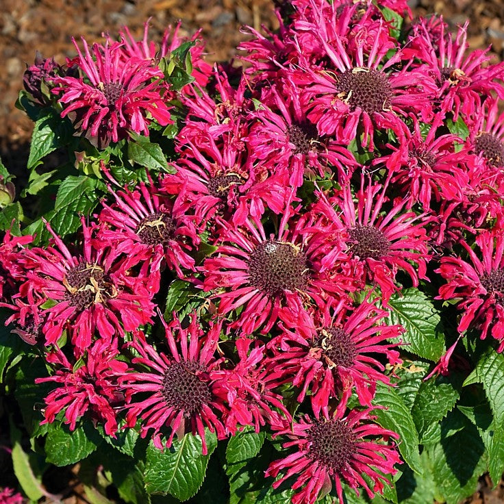 Pocahontas Red Rose Bee Balm (MONARDA POCAHONTAS RED ROSE)