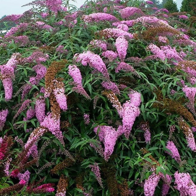 Pink Cascades Butterfly Bush (BUDDLEIA PINK CASCADES)