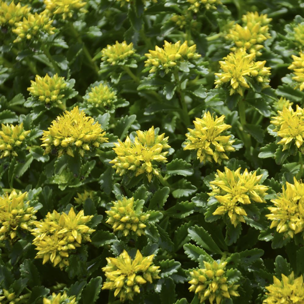 Little Miss Sunshine Stonecrop (SEDUM LITTLE MISS SUNSHINE)