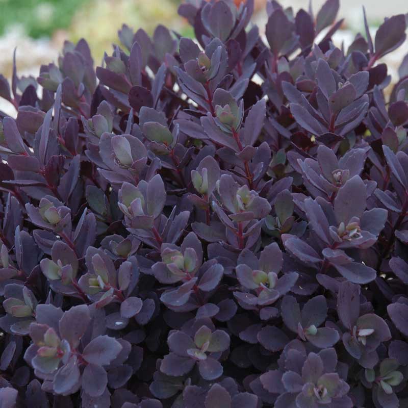 SunSparkler® Plum Dazzled Stonecrop (SEDUM PLUM DAZZLED)