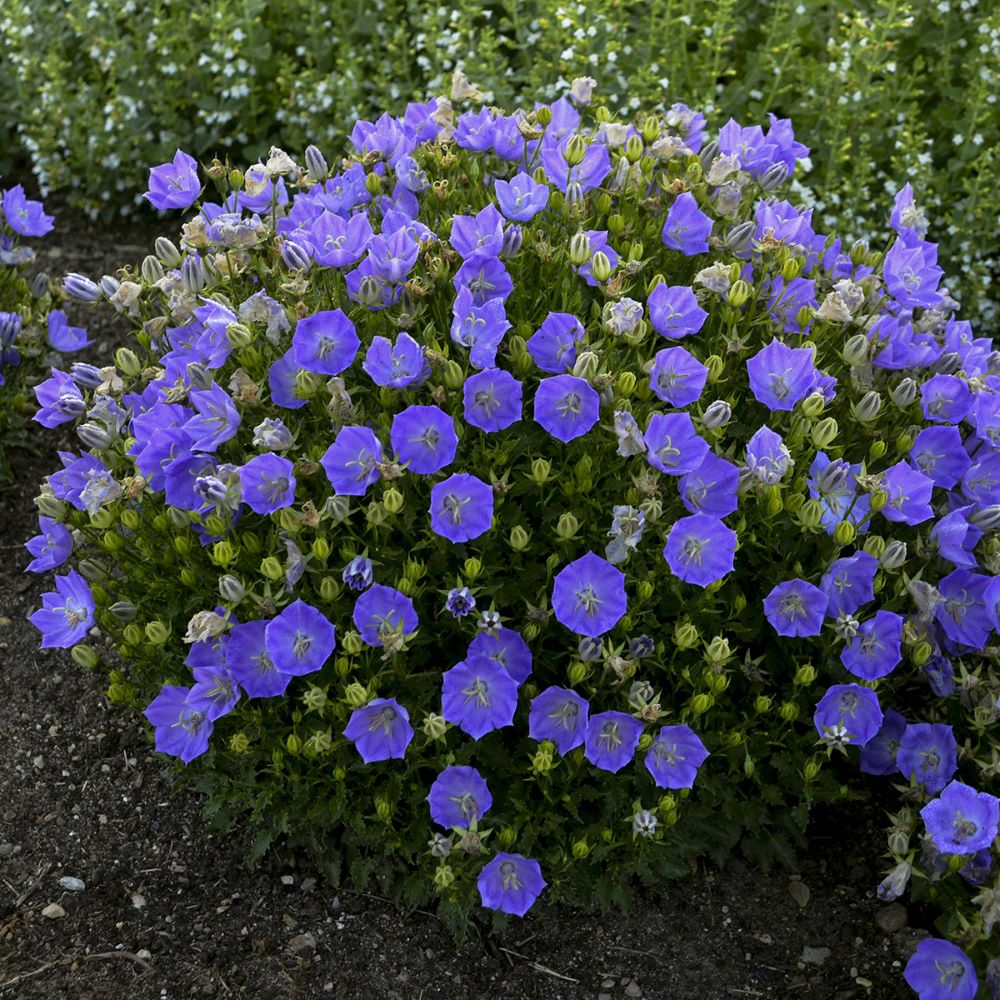 Rapido Blue Bellflower (CAMPANULA C. RAPIDO BLUE)
