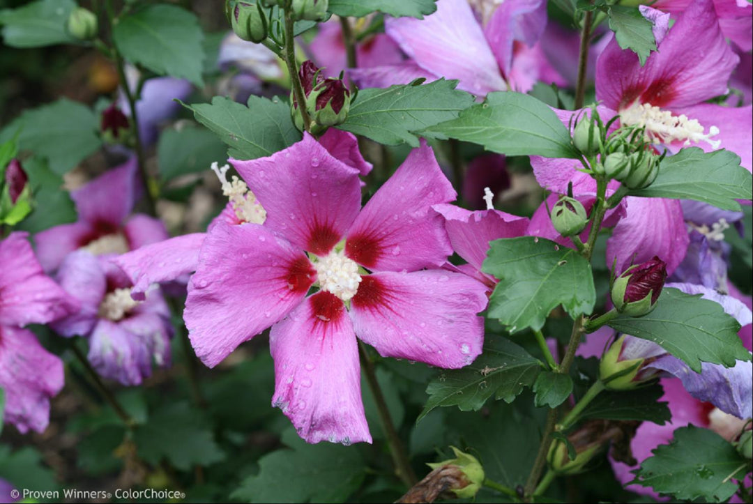Purple Satin Rose of Sharon (HIBISCUS S. PURPLE SATIN)